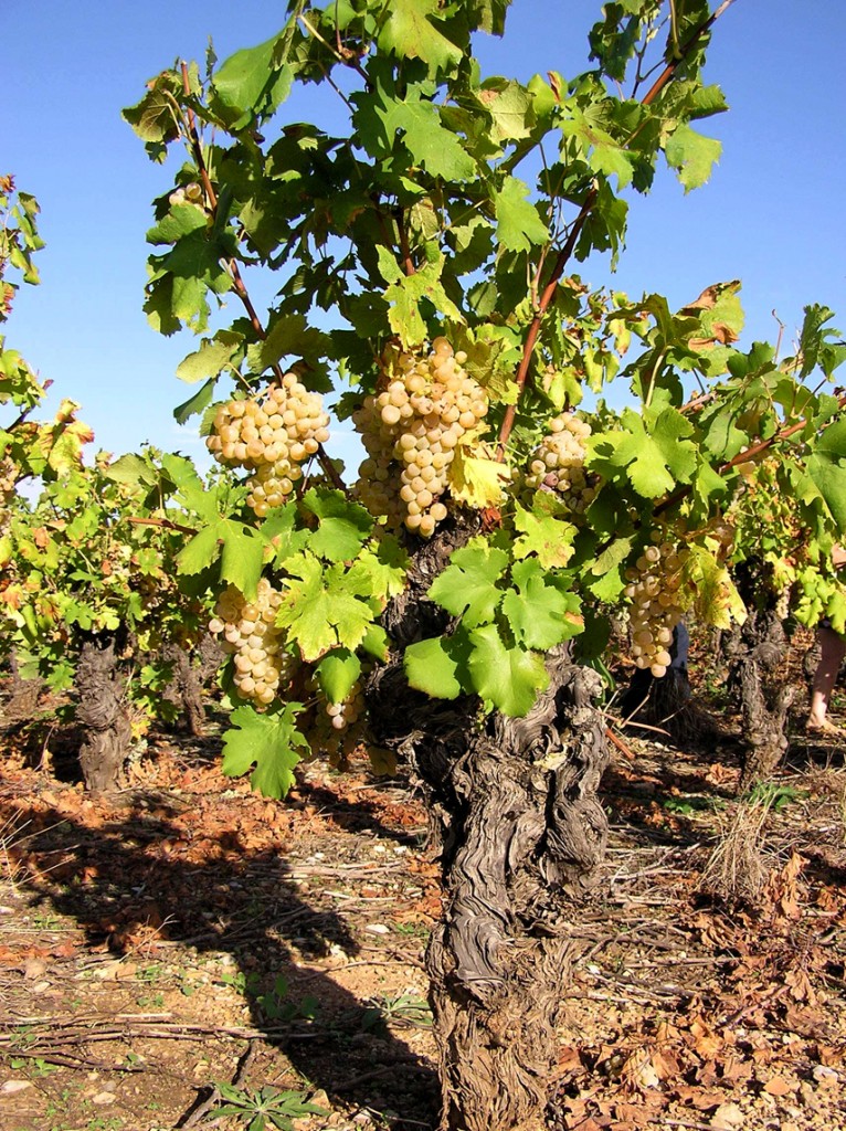 Le SERVAN Raisin d'hiver de Valbonne