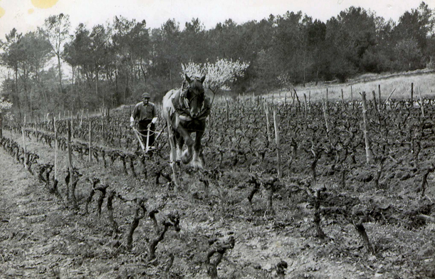 Le SERVAN labour vigne