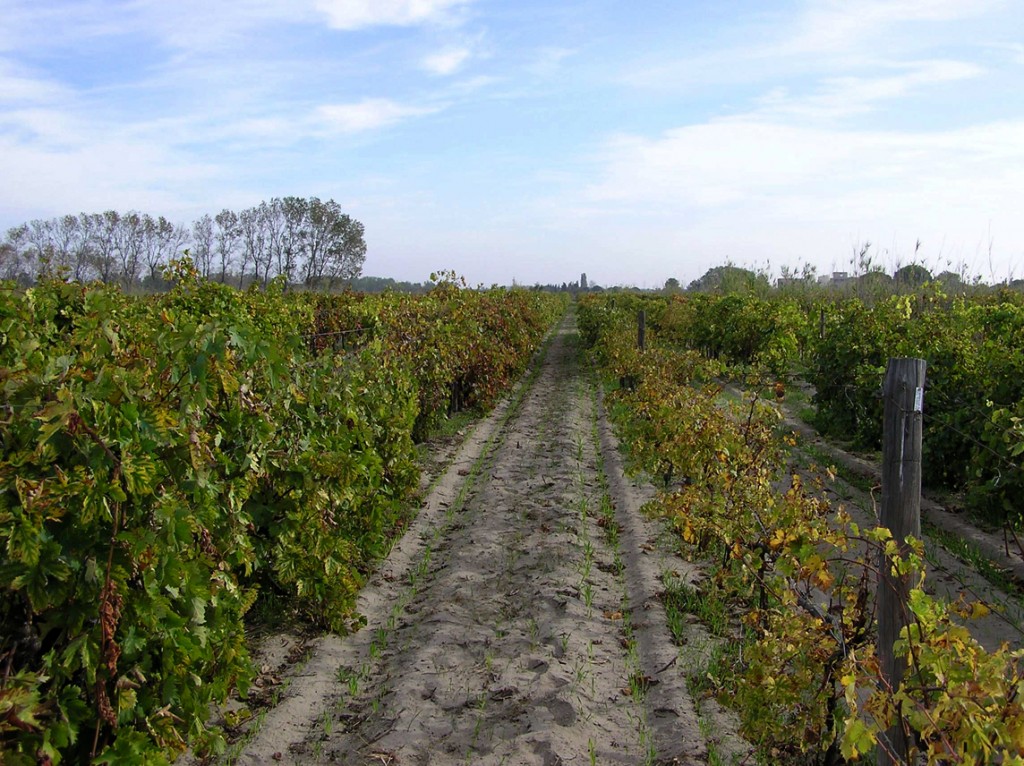 Le SERVAN vigne